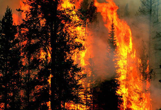 forest fire
